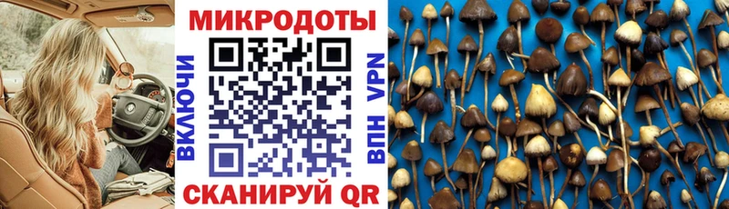 Купить где  Серов  Псилоцибиновые грибы Psilocybe 